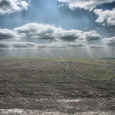 agricultural field