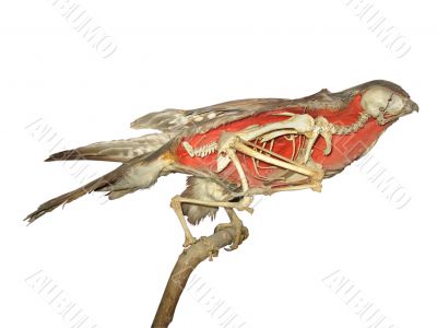 stuffed falcon skeleton over white background