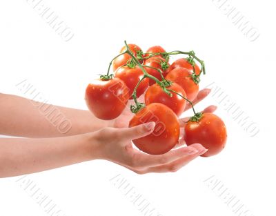 Two woman hands holding tomatos. Two woman hands holding tomatos.