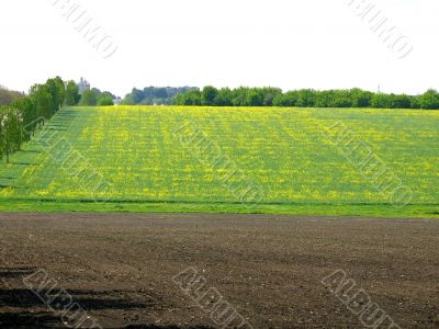Green and yellow agriculture field