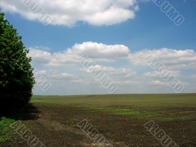 Green agricultural field