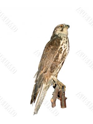 Falcon isolated over white background