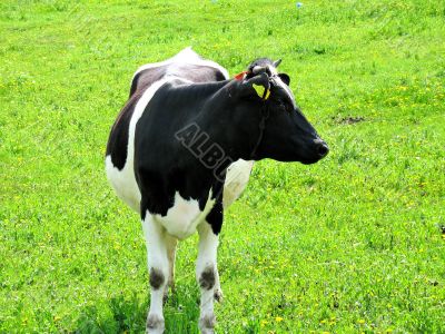 Grazing cow on a green pasture