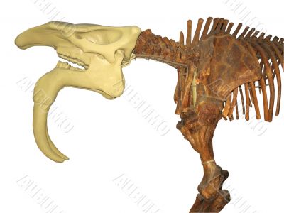 Prehistoric animal skeleton isolated on white