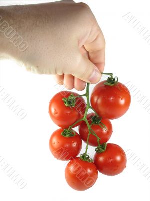 Man`s hand holds a tomato Man`s hand holds a tomato