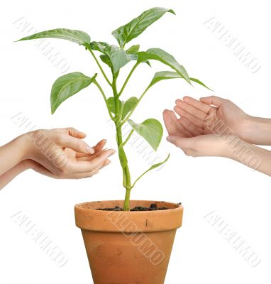 Human hands holding a growing plant isolated over white background