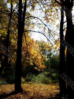 Timber edge of a forest by autumn
