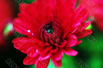 Beautiful red chrysanthemum