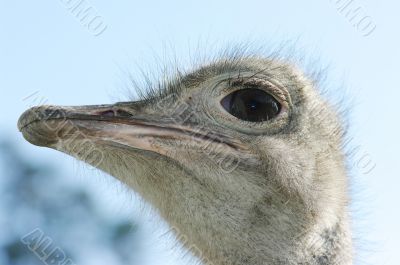 Portrait of an ostrich with a humorous expression