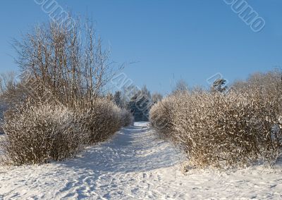 Winter alley