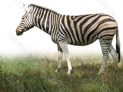 African zebra on green grass isolated over white background