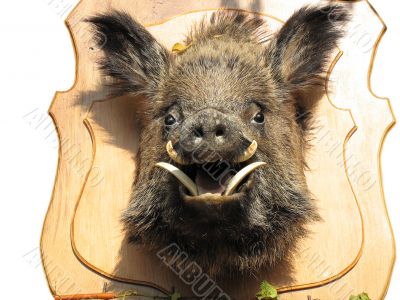 stuffed wild boar head on wooden Board isolated over white background