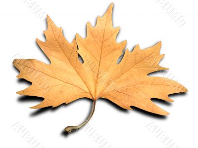 yellow autumn tree leave with shadow isolated over white background