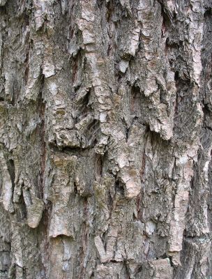 Texture of weathered and old tree bark