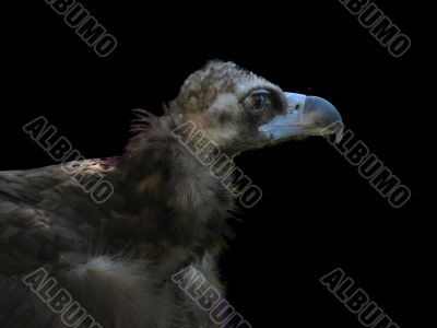 griffon vulture eagle close-up portrait over black background