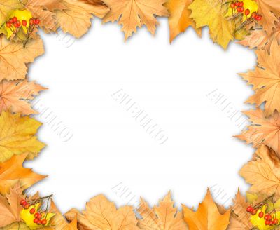 Frame of autumn yellow leaves isolated over white background