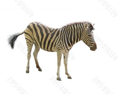 zebra in a zoo isolated over white background