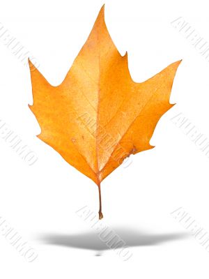 yellow autumn tree leave with shadow isolated over white background