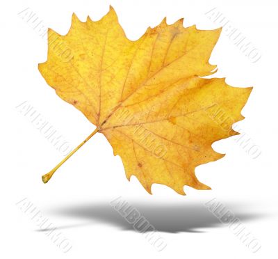 yellow autumn tree leave with shadow isolated over white background