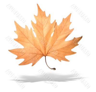 yellow autumn tree leave with shadow isolated over white background