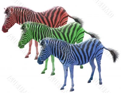 Three colored african zebras red blue ang green isolated over white background