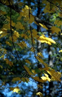 Autumn leaves background-1