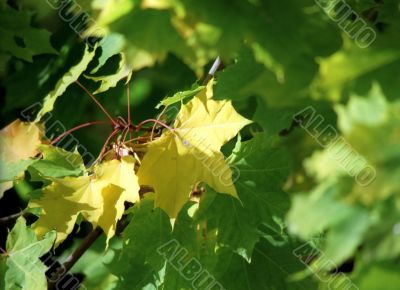 Maple autumn leaves-5