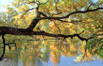 Picturesque tree branch over water