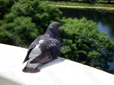 Dove on edge balcony