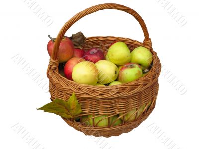 Harvesting. apples in a wooden basket isolated on white background