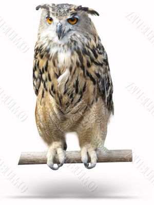  wise owl on a wooden bark with shadow isolated over white background