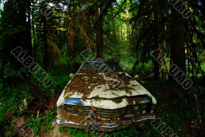 Abandoned in the Woods