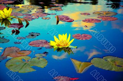 Lotus on a Pond Lotus on a Pond