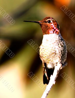  Hummingbird Looking Right