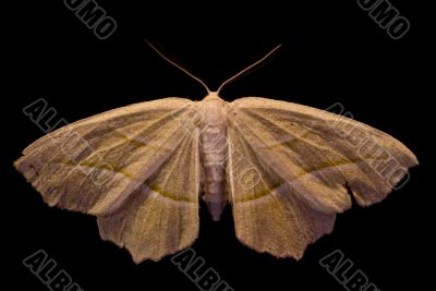 Moth in Dark