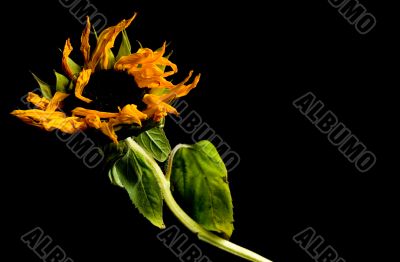 Parched Sunflower Study Parched Sunflower Study