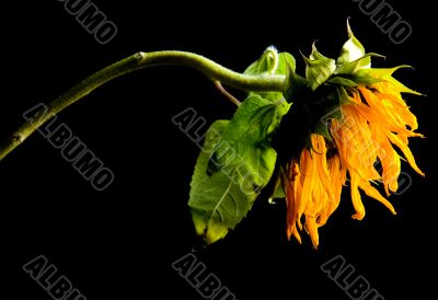 Parched Sunflower Study