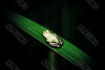 Frog on Leaf Frog on Leaf