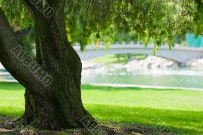 Tree Photos in a Park Tree Photos in a Park