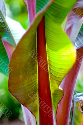 Banana Leaves Banana Leaves
