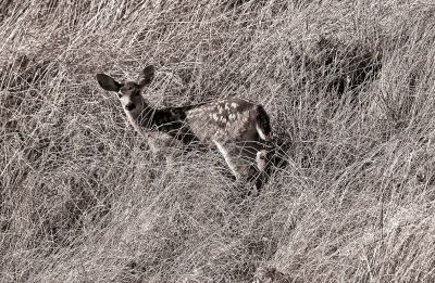 Fawn in Tall Grass