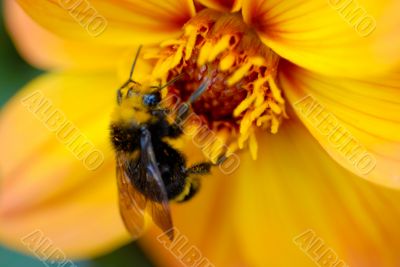 Bee Collecting Pollen