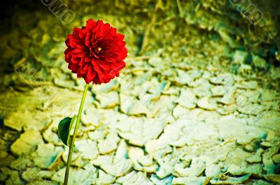 Red Flower in the Desert Red Flower in the Desert