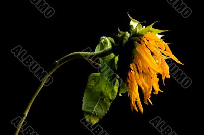 Parched Sunflower Study