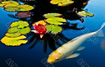 Lillies, Lotus and Fish Lillies, Lotus and Fish