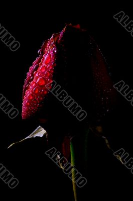 Rose with Droplets Rose with Droplets