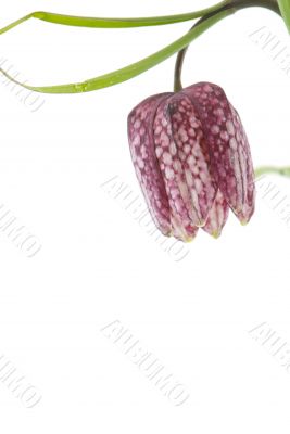 Fritillary