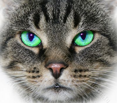 cat,domestic cat,green eye,animal