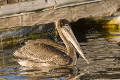 California Brown Pelican