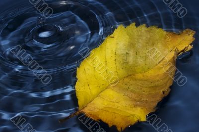 Poplar leaf on water